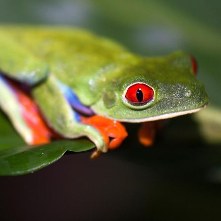 Finca Luna Nueva Lodge La Fortuna ภายนอก รูปภาพ